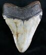 Massive Megalodon Tooth #7271-1